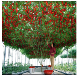 Hạt giống cà chua leo giàn - Vật Tư Làm Nông Lucky Garden - Công Ty TNHH Nhanh Thật Nhanh